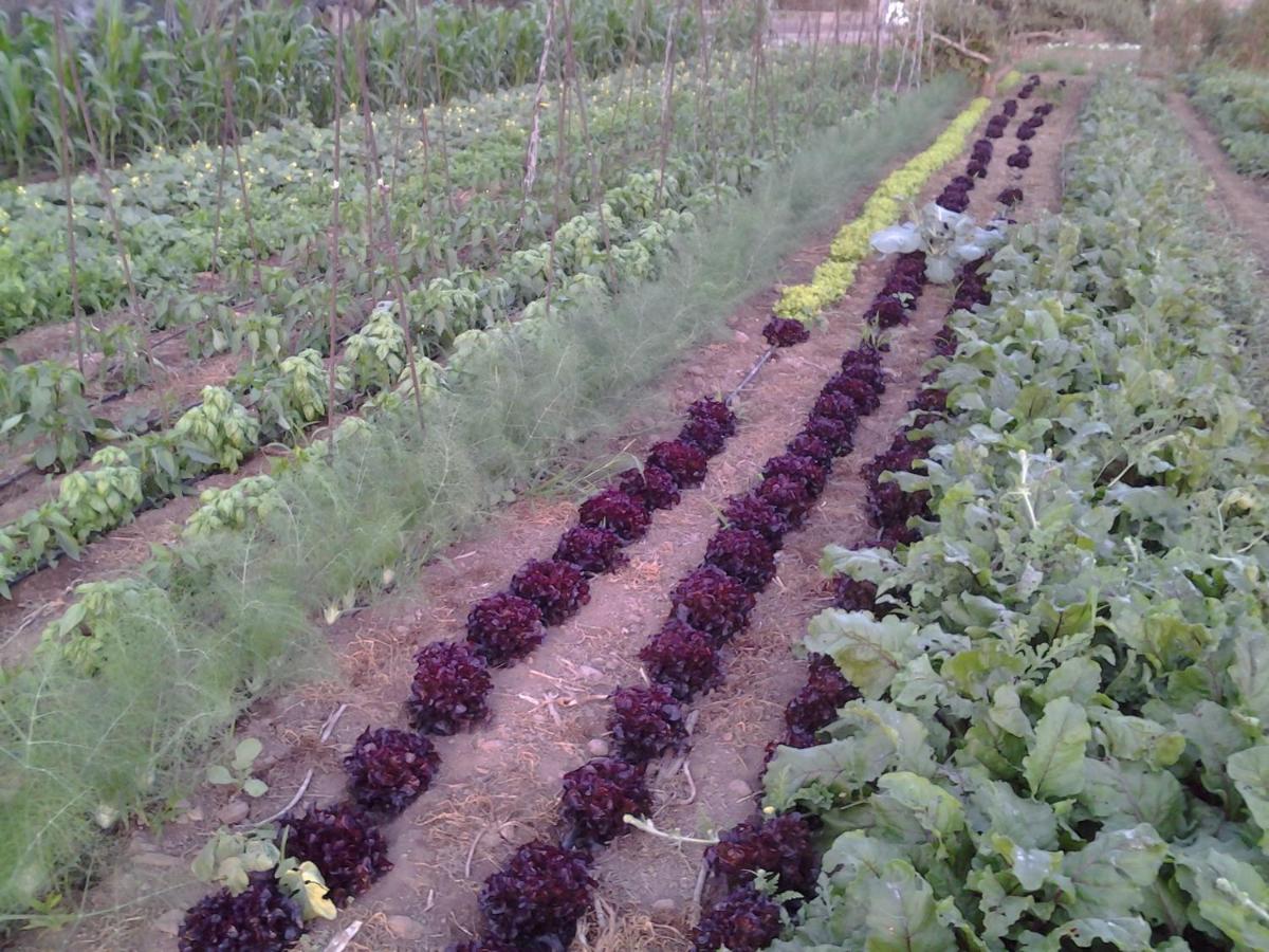 Casa Rural Finca Las Dulces Chío 외부 사진